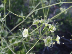 Commicarpus scandens