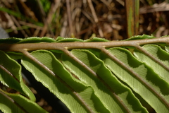 Blechnum confusum