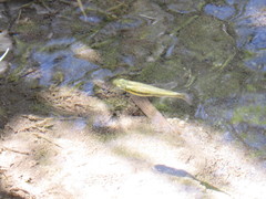 Robust Gambusia photo 2