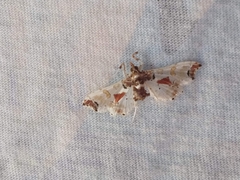 Neoleucinodes elegantalis