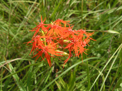 Silene wilfordii