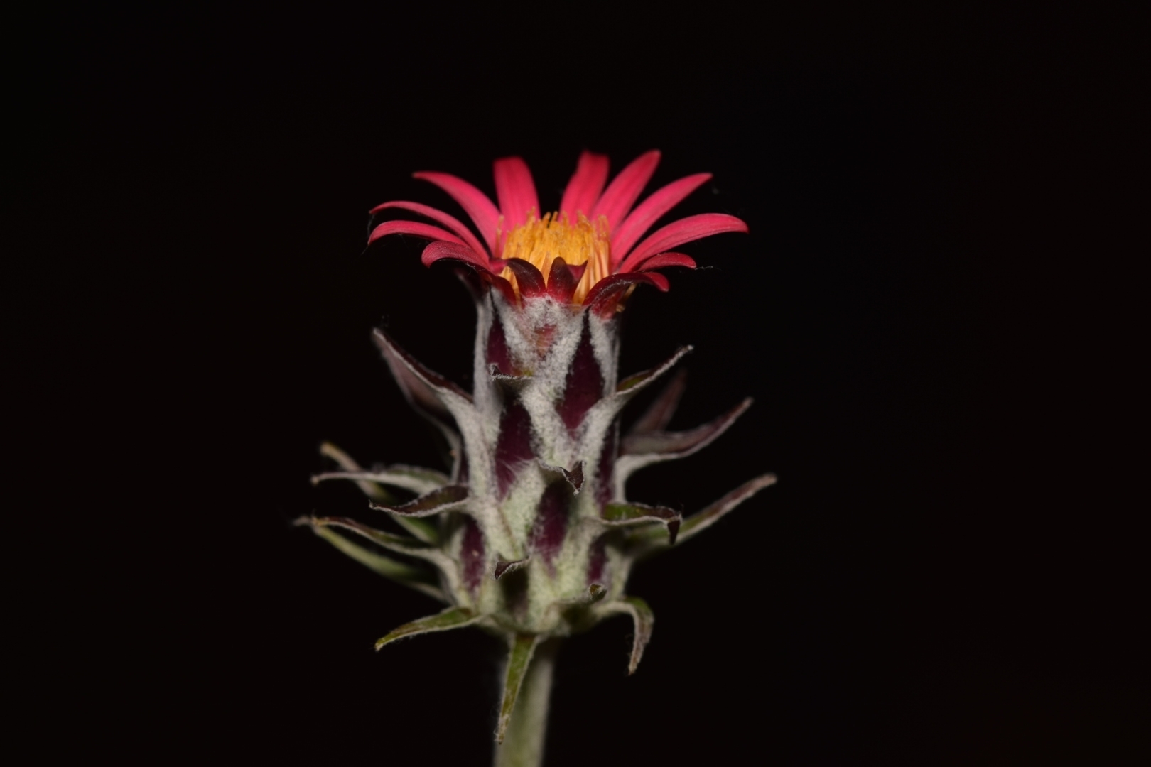 Mutisia coccinea