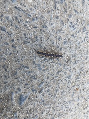 Chondromorpha xanthotricha