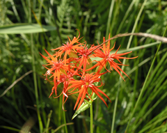 Silene wilfordii