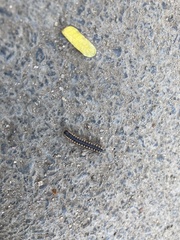 Chondromorpha xanthotricha