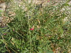 Tephrosia vicioides