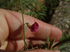Tephrosia vicioides