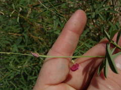 Tephrosia vicioides
