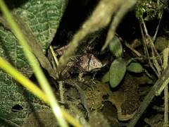 Pristimantis w-nigrum