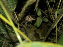 Pristimantis w-nigrum