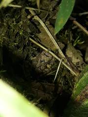 Pristimantis w-nigrum