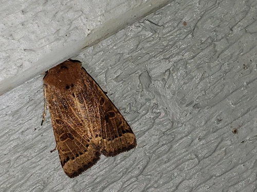Lunar Underwing photo 5
