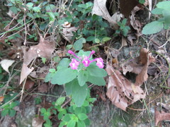 Scutellaria seleriana