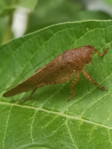 Oxylakis magna