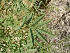 Tephrosia vicioides
