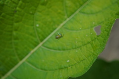 Alpaida variabilis