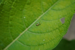 Alpaida variabilis