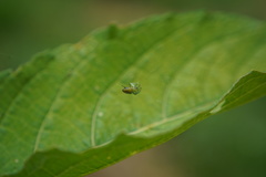 Alpaida variabilis
