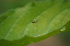 Alpaida variabilis