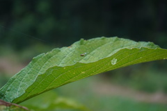 Alpaida variabilis