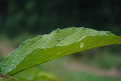 Alpaida variabilis