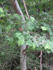 Platanus rzedowskii