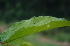 Alpaida variabilis