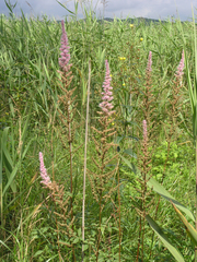 Astilbe chinensis