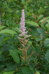 Astilbe chinensis