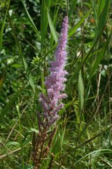 Astilbe chinensis