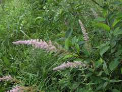 Astilbe chinensis