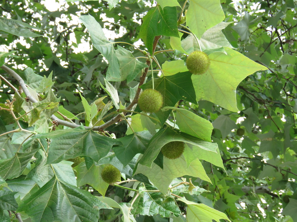 Rzedowski's Sycamore