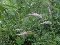 Astilbe chinensis
