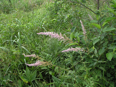 Astilbe chinensis