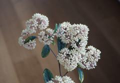 Pomaderris hamiltonii