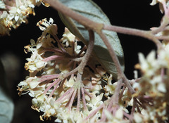 Pomaderris hamiltonii