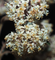 Pomaderris hamiltonii