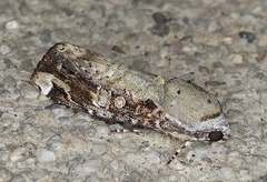 Magusa divaricata