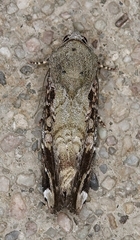 Magusa divaricata