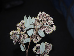 Pomaderris hamiltonii