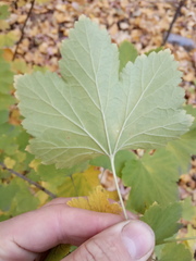 Ribes spicatum