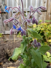 Borago