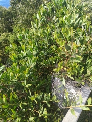 Acacia longifolia sophorae