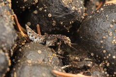 Dinothenarus pubescens