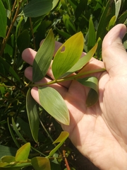 Acacia longifolia sophorae