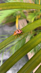 Podontia quatuordecimpunctata