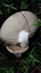 Amanita striatuloides