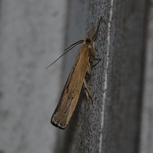 Sod Webworm Moth photo 6