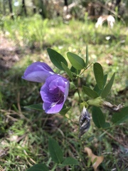 Clitoria