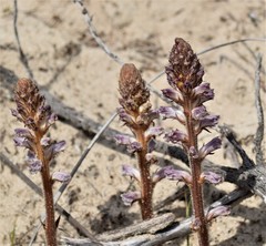 Orobanche minor